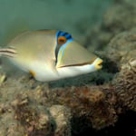 Arabischer Picasso-Drückerfisch (Berenice) © 2008