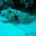 Riesenkugelfisch (Marsa Alam) © 2006