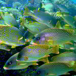 Schwarztupfen-Süsslippe (Berenice) © 2008