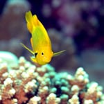 Zitronengelbe Demoiselle (Berenice) © 2008