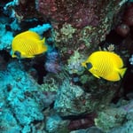 Masken-Falterfische (Marsa Alam) © 2006