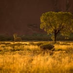 Uluru Kata Tjuta NP (Northern Territory, Australia) - Tree at Uluru in the warm light at sunrise     © Stephan Stamm
