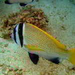 Zweibandbrasse (Berenice) © 2008