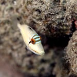 Arabischer Picasso-Drückerfisch (Berenice) © 2008