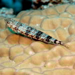 Dreifleck-Partnergrundel (Berenice) © 2008