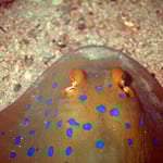 Blaupunkt-Stechrochen (Berenice) © 2008