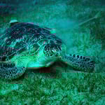 Schildkröte in Abu Dabab (Marsa Alam) © 2006