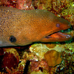 Riesenmuräne (Berenice) © 2008