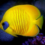 Masken-Falterfisch (Berenice) © 2008