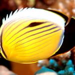 Polypen-Falterfisch (Berenice) © 2008