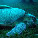 Schildkröte in Abu Dabab (Marsa Alam) © 2006