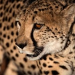 Ojitotongwe (Namibia) - Cheetah came very close     © Stephan Stamm
