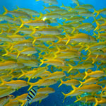 Großschulen-Meerbarben (Berenice) © 2008