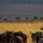 Can you see me. I see you. Masai Mara National Reserve, Kenya     © Stephan Stamm