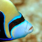 Imperator-Kaiserfisch (Berenice) © 2008