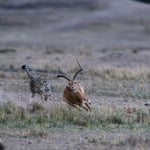 A Cheetah is hunting an Impala - but he did not catch him. Masai Mara National Reserve, Kenya     © Stephan Stamm