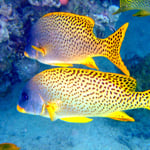 Schwarztupfen-Süsslippe (Berenice) © 2008