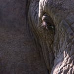 Karongwe GR (South Africa) - Elephant Eye     © Stephan Stamm