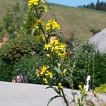 Bienen auf Einheimischer Goldrute