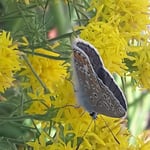 Unterseite vom Bläuling