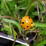 Marienkäfer