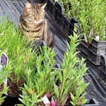 Nachbars Katze am Träumen in unseren Pflanzen