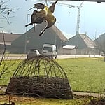 Unsere Insektenpolizei