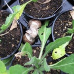 Weinbergschnecken am Schmusen