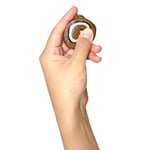 Cafe de N Roll Cake Super Squishy (Cocoa)