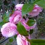 アトリエFoo*wa　お庭の椿