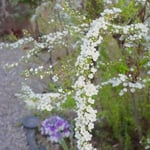 アトリエFoo*wa　お庭の雪柳