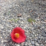 アトリエFoo*wa　お庭の藪椿　茶花