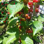 アトリエFoo*wa　お庭のサクランボ