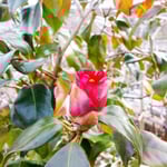 アトリエFoo*wa　お庭の藪椿　茶花