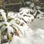 アトリエFoo*wa　お庭の雪景色　お正月