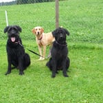 Auf Wiedersehen im 2013