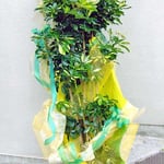 ￥10000　59x82x53　ドラセナ・レフレクサ・ソング・オブ・ジャマイカ