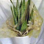 ￥5000　24×72x24　サンセベリア･ローレンチｰ