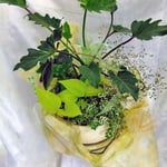 ￥4160　32×35x27　観葉寄せ植え