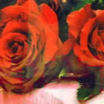 ￥1500x2  8×6x8　ローズメリア（ビクトリアンローズ）