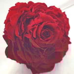 ￥3000  12×5x12　プリザーブドフラワビクトリアンローズ（ローズメリア）