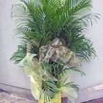 ￥10000  81×197x67　アレカヤシ