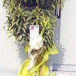 ￥10000  69×197x46　ドラセナ・レフレクサ・ソング・オブ・インディア