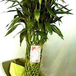 ￥6000  46×147x45　ミリオンバンブー