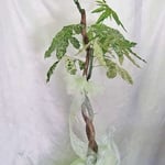 ￥8000  41×163x38　斑入りパキラ