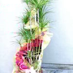 ￥10000  63×201x49　ドラセナ・コンシンネ･ホワイボリー