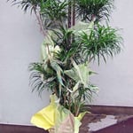 ￥10000  132×205x93　プリオメラ・レフレクサ