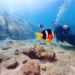 柏島ではスキューバダイビングもできます。