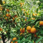 大月町にあるミカン狩り施設も秋が最盛期。