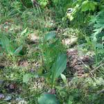 ギョウジャニンニク花